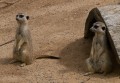 0318-1427 Canberra Zoo (3185321)